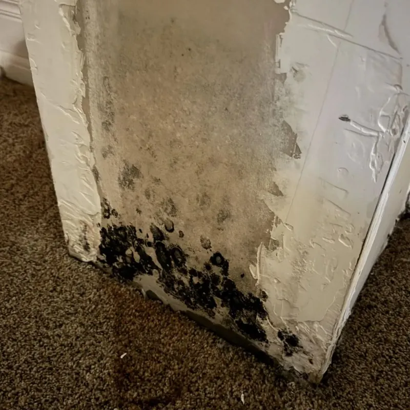 Professional Mold Removal in Dunkirk, IN